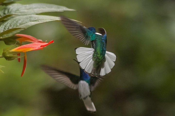 Jaco Birdwatching and Photography with Sergio - Photo 1 of 12